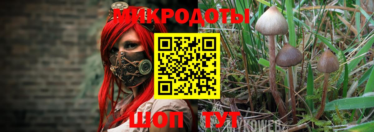 Псилоцибиновые грибы Psilocybine cubensis Сызрань